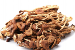 茶樹菇的家常做法有哪些？常吃茶樹菇的好處有哪些？[圖]
