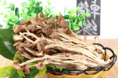 茶樹(shù)菇有哪些營(yíng)養(yǎng)價(jià)值？茶樹(shù)菇的飲食禁忌有哪些？[圖]