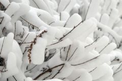全國多地下雪，白雪皚皚，雪可以直接吃嗎？[多圖]