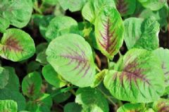 莧菜有何好處？莧菜該注意什么？[圖]