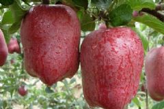 花牛蘋(píng)果為什么是苦的？為什么叫花牛蘋(píng)果？[圖]