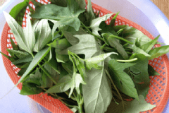 紅薯葉的營(yíng)養(yǎng)價(jià)值有哪些？紅薯葉有哪些營(yíng)養(yǎng)價(jià)值？[圖]