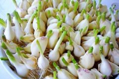 發(fā)芽的大蒜吃了會(huì)怎樣？大蒜發(fā)芽吃了會(huì)怎么樣？[圖]