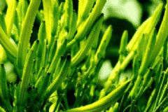 吃龍葵的注意事項有哪些？吃龍葵有什么要注意的？[圖]