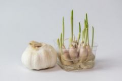 大蒜發(fā)芽能不能吃？大蒜的儲藏方法是什么？[圖]