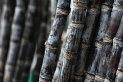 吃甘蔗有哪些功效？甘蔗對健康有哪些益處？[圖]