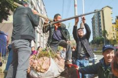 老農(nóng)種出238斤紅薯王，專家問(wèn)訣竅他拒不透露[多圖]