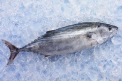 金槍魚的家常做法有哪些？常吃金槍魚什么好處？[圖]