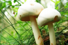蘑菇的營養(yǎng)有什么？蘑菇紅燒雞怎么做？[圖]