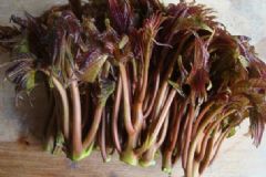 夏季適合吃什么野菜？吃野菜有什么禁忌？[圖]