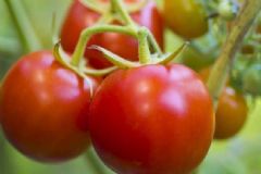 西紅柿營養(yǎng)價值有哪些？吃西紅柿對人體有什么益處？[圖]