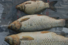 草魚的做法有哪些？草魚具有哪些營養(yǎng)價值？[圖]