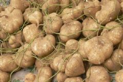 豆薯的營養(yǎng)價(jià)值有哪些？吃豆薯有什么注意事項(xiàng)？[圖]