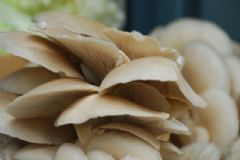 吃蘑菇對(duì)健康的好處有哪些？蘑菇有什么養(yǎng)生功效？[圖]