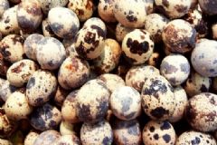 鵪鶉蛋的食療功效有哪些？如何吃鵪鶉蛋養(yǎng)生效果好？[圖]
