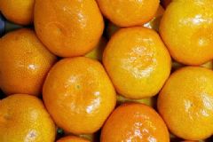 秋季吃橘子容易上火怎么辦？怎樣吃橘子不會(huì)上火？[多圖]