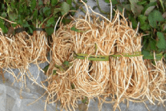 魚腥草的功效作用是什么？魚腥草肉片怎么做？[圖]