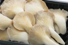 吃平菇的好處有哪些？平菇的養(yǎng)生功效是什么？[圖]