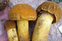 吃黑牛肝菌有什么好處？牛肝菌炆滑雞怎么做？[圖]