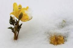 雪蓮花具有哪些營(yíng)養(yǎng)功效？雪蓮花的食療方法有哪些？[圖]