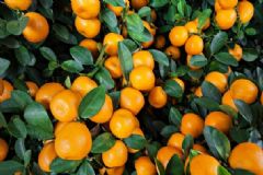 秋天吃橘子的好處有哪些？秋天怎樣吃橘子最養(yǎng)生？[圖]