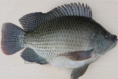 羅非魚都有哪些營養(yǎng)價(jià)值？羅非魚有哪些食用竅門？[圖]