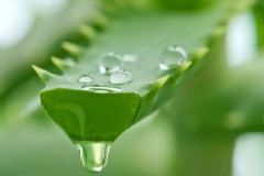 蘆薈可以吃嗎？蘆薈怎樣吃最養(yǎng)生？[圖]