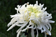 鮮菊花的營養(yǎng)價(jià)值有什么？鮮菊花的功效與作用有什么？[圖]
