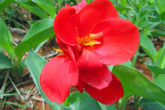 芭蕉花的營(yíng)養(yǎng)價(jià)值有什么？芭蕉花的功效與作用有什么？[圖]