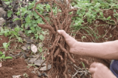 胡椒根的營養(yǎng)價值有什么？胡椒根的功效與作用有什么？[圖]