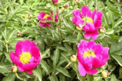 赤芍藥的營養(yǎng)價(jià)值有什么？赤芍藥的功效與作用有什么？[圖]