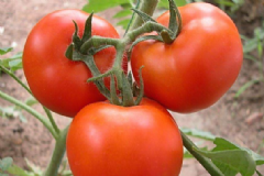 西紅柿食療功效有哪些？常吃西紅柿對身體有什么好處？[圖]