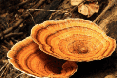靈芝食療養(yǎng)生的方法有哪些？吃靈芝有什么注意事項(xiàng)？[圖]