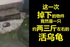 烏龜墜樓砸傷老太，婆婆骨折烏龜輕傷[多圖]