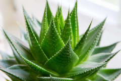 蘆薈具有哪些功效與作用？蘆薈護(hù)膚的方法有哪些？[圖]