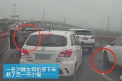女司機高架上停車救小貓，應該救還是不救？高架橋開車注意事項[多圖]