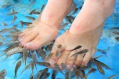 打工小哥魚療竟致魚兒死亡，魚療有哪些好處？[多圖]