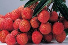 夏天吃荔枝的禁忌有哪些？吃荔枝的營(yíng)養(yǎng)功效是什么？[圖]