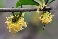 不適合服用桂花的人群？桂花如何食用最好？[圖]