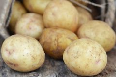 吃土豆要注意什么禁忌？怎樣健康的吃土豆？[圖]