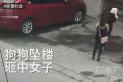 高空墜狗路過(guò)女子被砸傷，結(jié)果狗卻活著，如何防止高空拋物？[多圖]