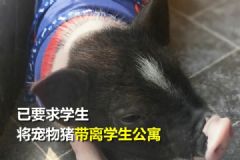 女大學(xué)生寢室養(yǎng)豬被通報(bào)！網(wǎng)友：沒(méi)養(yǎng)肥就被發(fā)現(xiàn)了！[多圖]