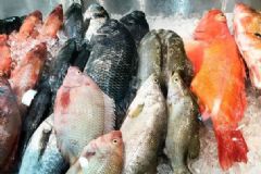 盡量別吃1.5公斤以上的深海魚(yú)，小心雪卡毒素[多圖]