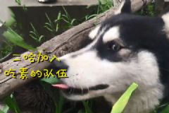二哈愛(ài)吃草吃到嘔吐！狗狗能不能吃草？[多圖]