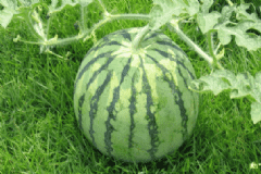 容易有添加劑的食物有哪些？什么食物會有添加劑？[圖]