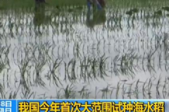 我國首次大范圍試種海水稻，數(shù)億畝鹽堿地有望成糧倉[多圖]