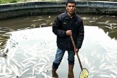 萬條中華鱘一夜死亡！警方初定系遭人投毒！[多圖]