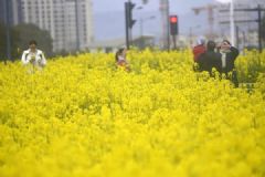 油菜花里玩耍視力降到0.4！春季賞花千萬要注意！[多圖]