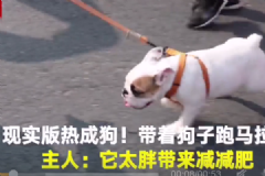 現(xiàn)實(shí)版熱成狗！狗子跑馬拉松，狗主人：它太胖帶來(lái)減減肥[多圖]