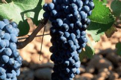 處暑的飲食禁忌有哪些？處暑有哪些飲食禁忌？[圖]